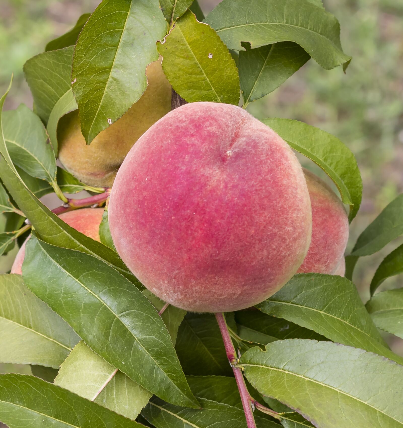 Canon EOS 1300D (EOS Rebel T6 / EOS Kiss X80) sample photo. Peach, autumn rack, fruit photography
