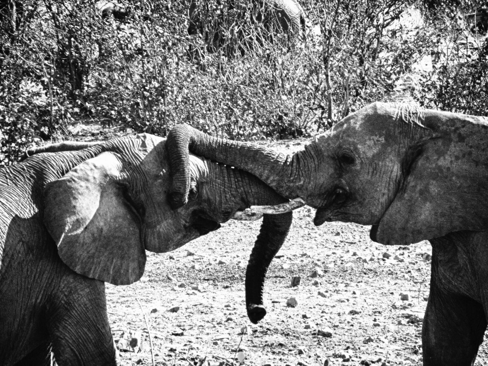 Canon PowerShot SX210 IS sample photo. Elephant, love photography