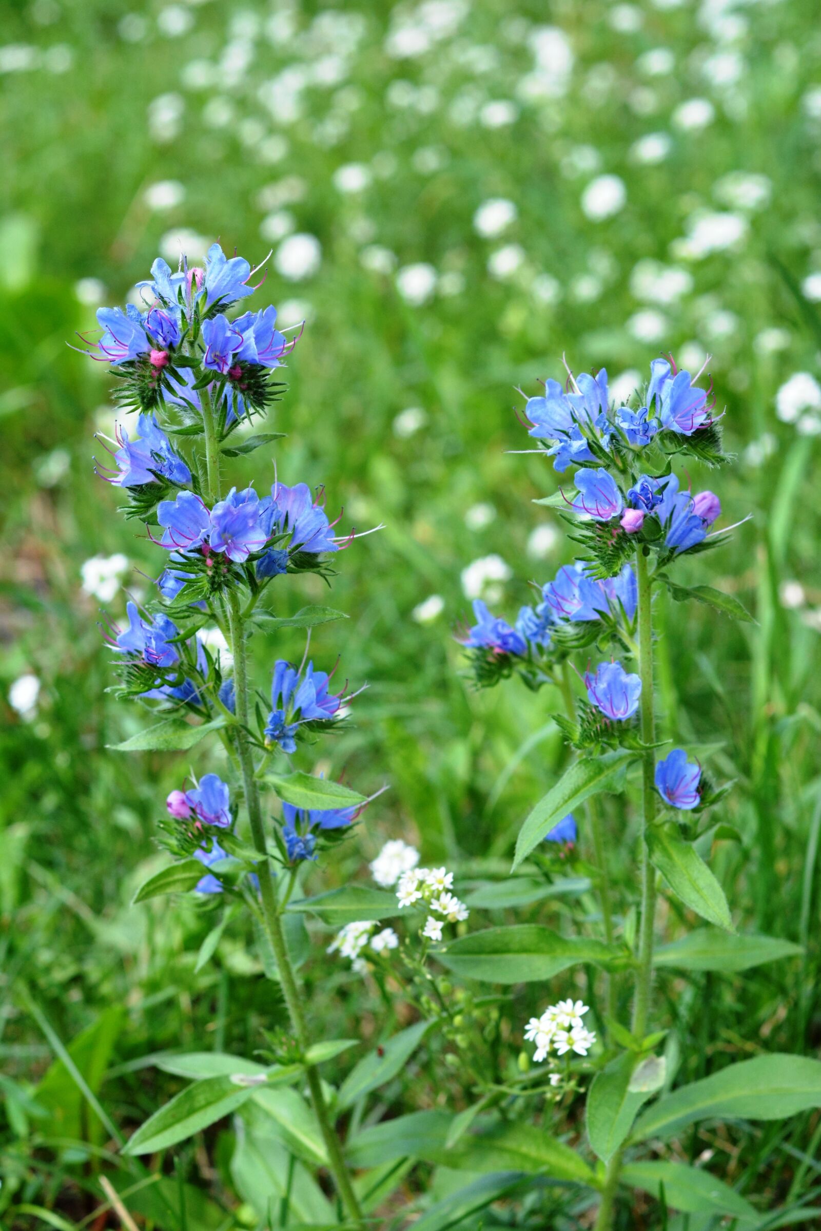 Nikon D5200 sample photo. Flowers wildflowers, a flower photography