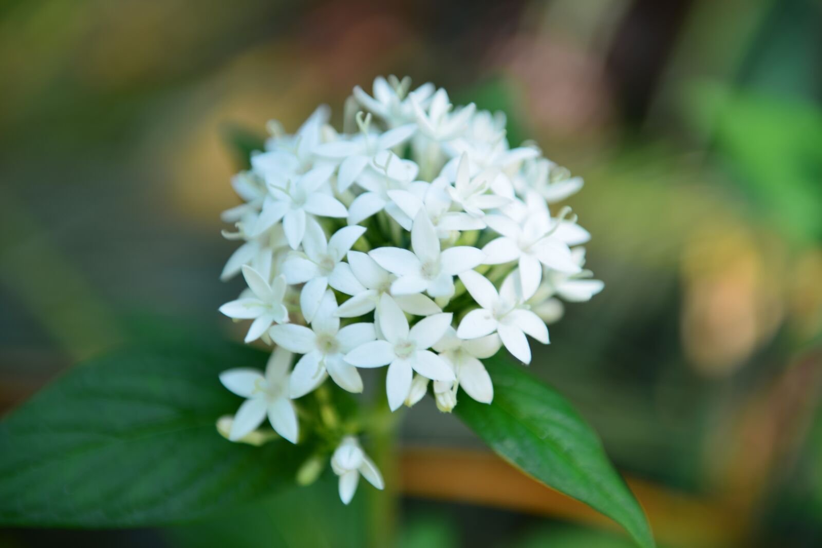 Nikon D800E sample photo. Nature, flora, leaf photography