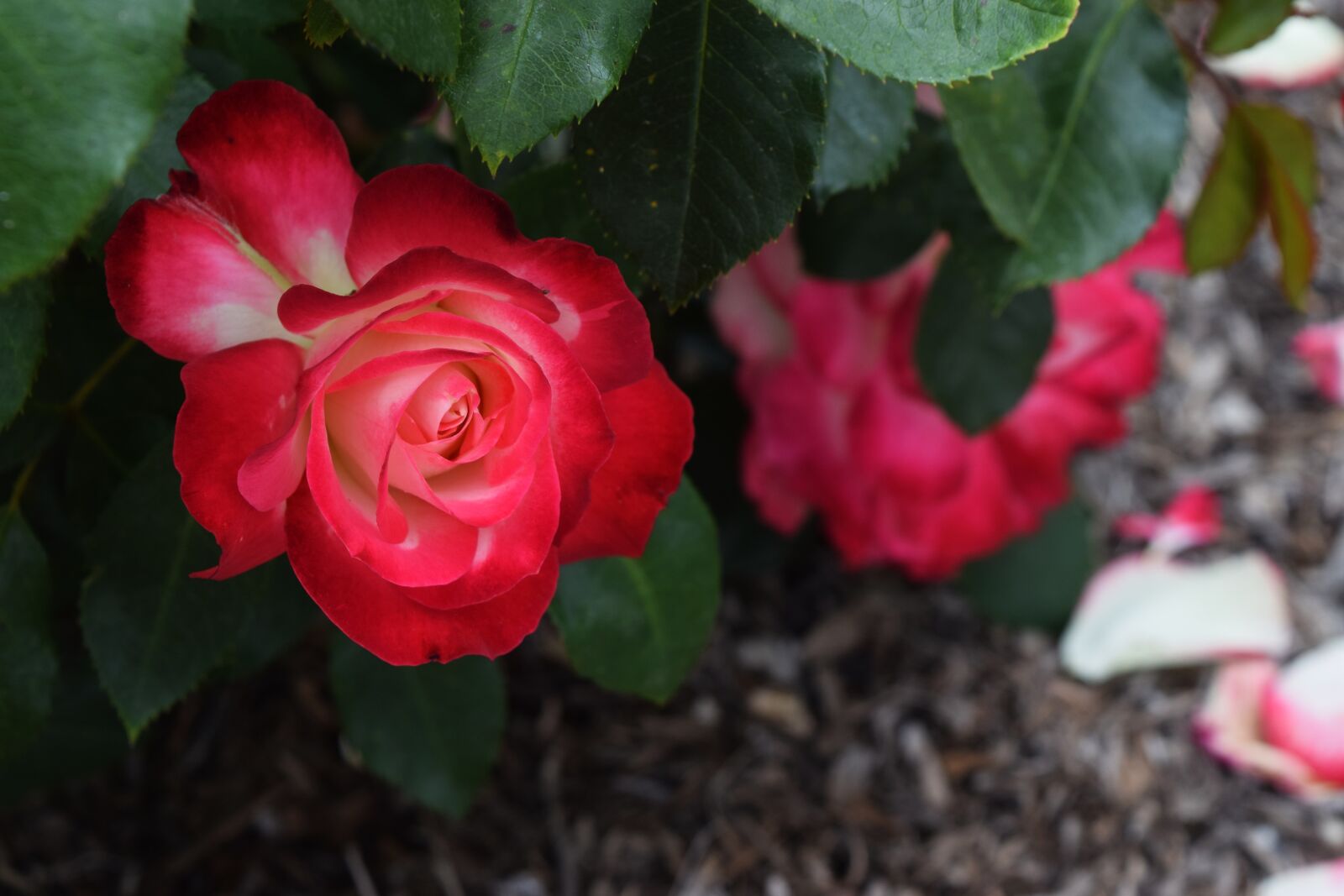 Nikon D3300 sample photo. Rose, passion, red photography