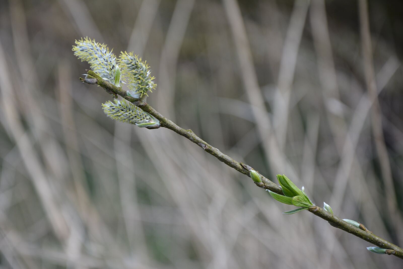 Nikon D7100 sample photo. Spring, branch, nature photography