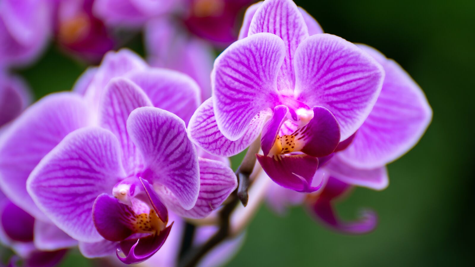 Sony a6500 sample photo. Purple, beauty, flowers photography