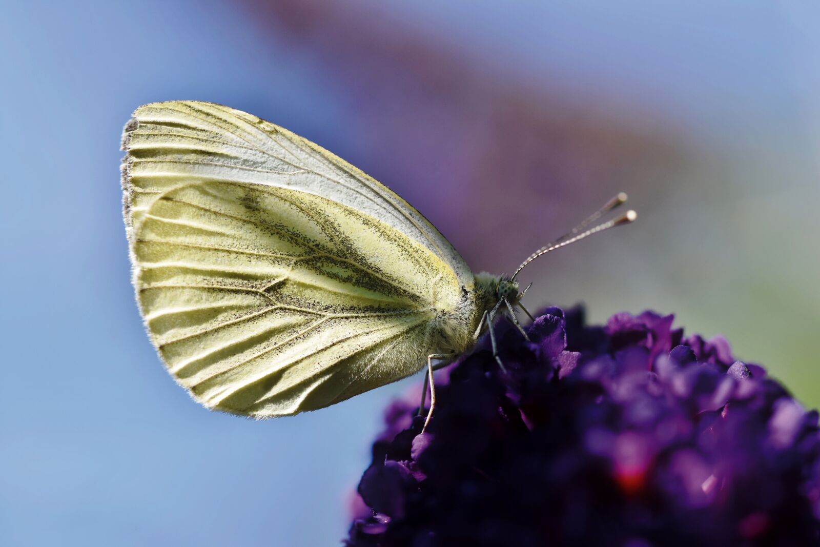 Nikon D7200 sample photo. Butterfly, weis sling, entomology photography