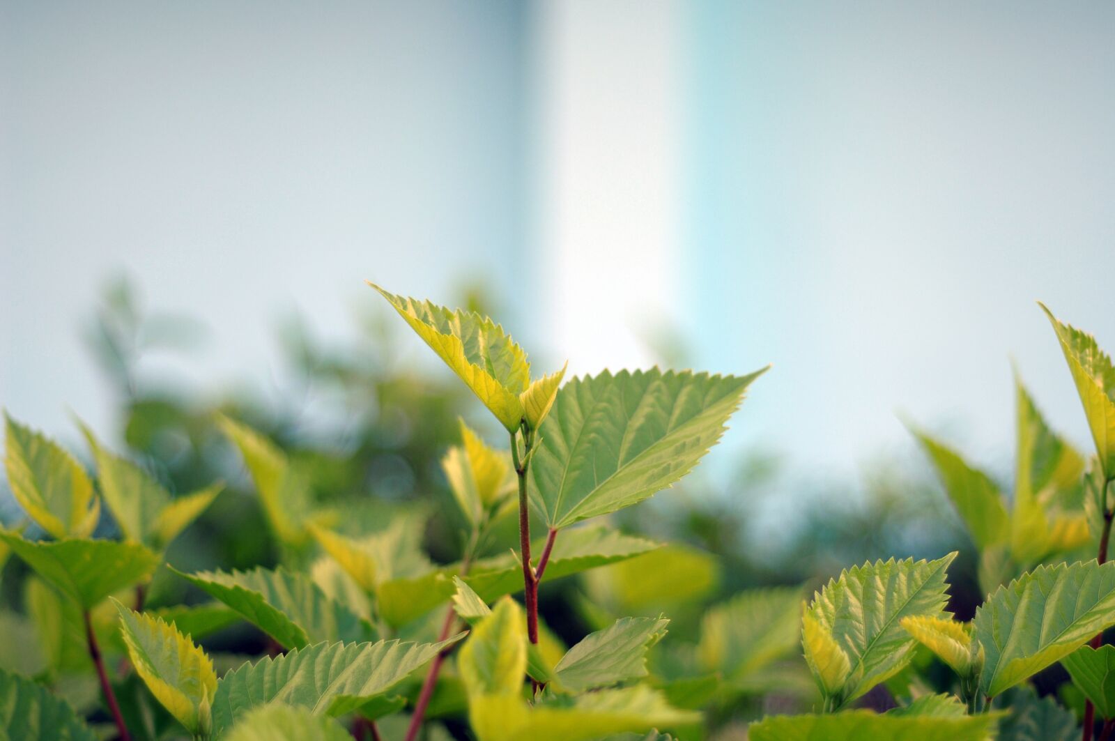 Nikon D2Xs sample photo. Leaf, plant, nature photography