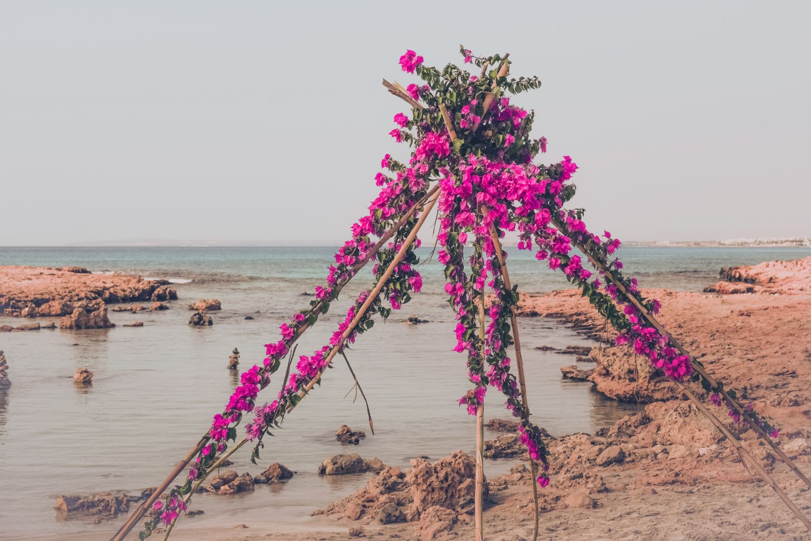 Nikon D3300 sample photo. Flowers, purple, decorative photography