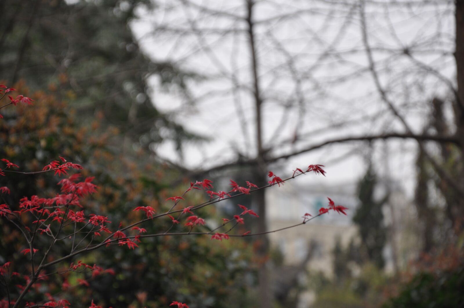 Nikon D90 sample photo. Red leaf, leaf, red photography