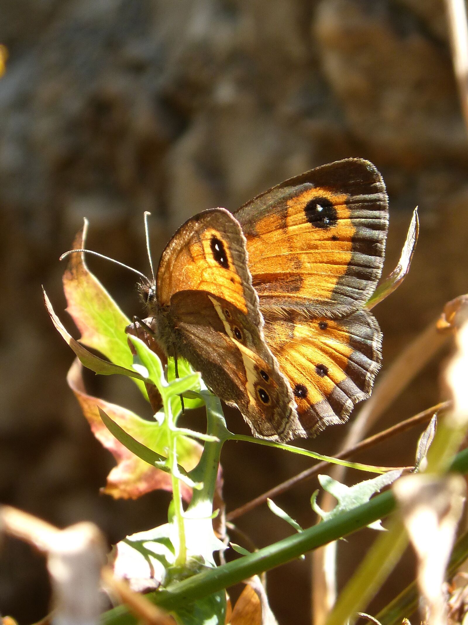 Panasonic DMC-FZ62 sample photo. Butterfly, lobito list, backlight photography