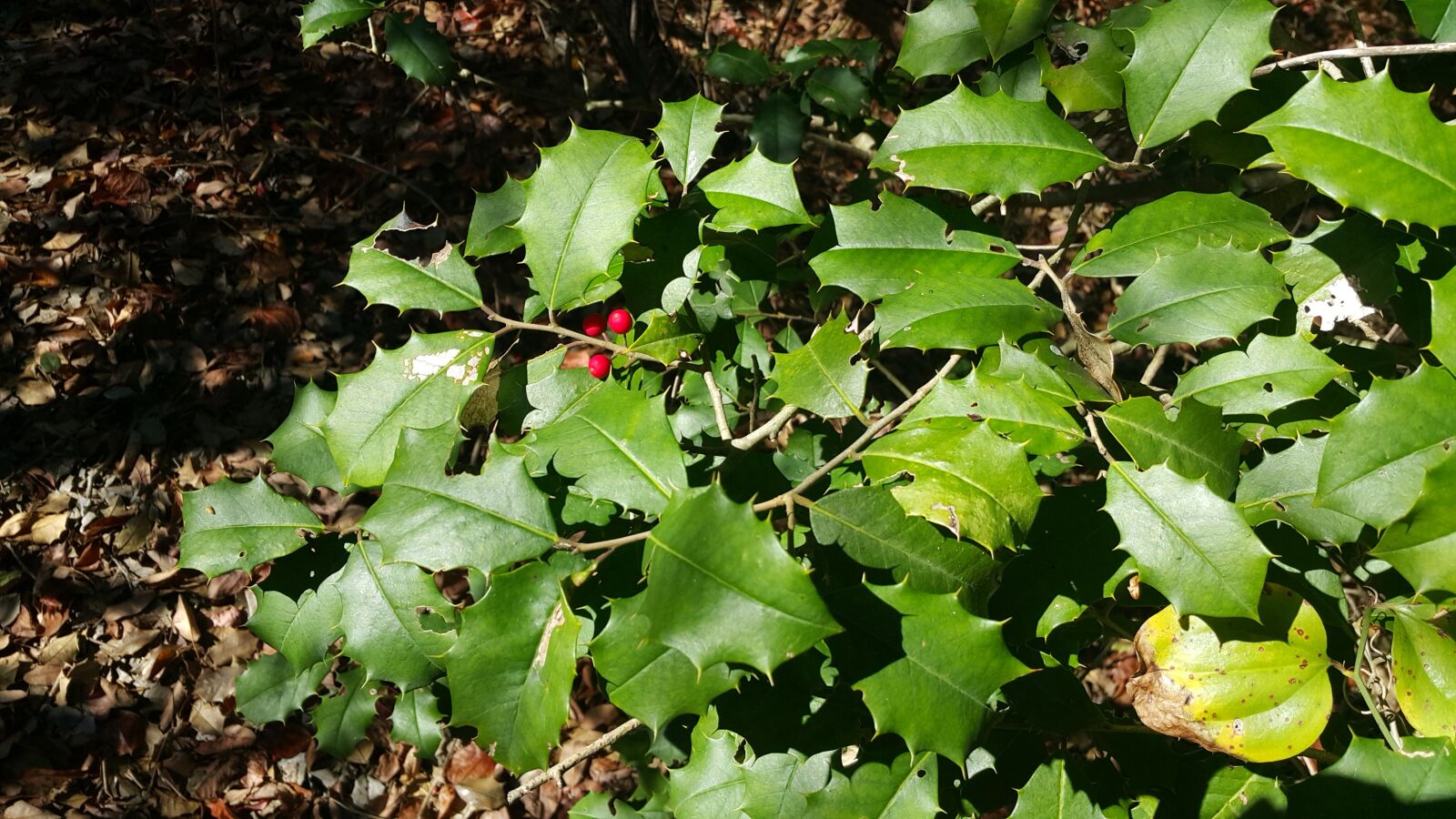 Samsung Galaxy Note4 sample photo. American holly, ilex opaca photography