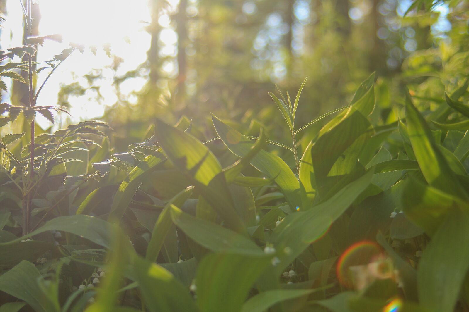 Tamron AF 28-300mm F3.5-6.3 XR Di VC LD Aspherical (IF) Macro sample photo. Summer, spring, green photography
