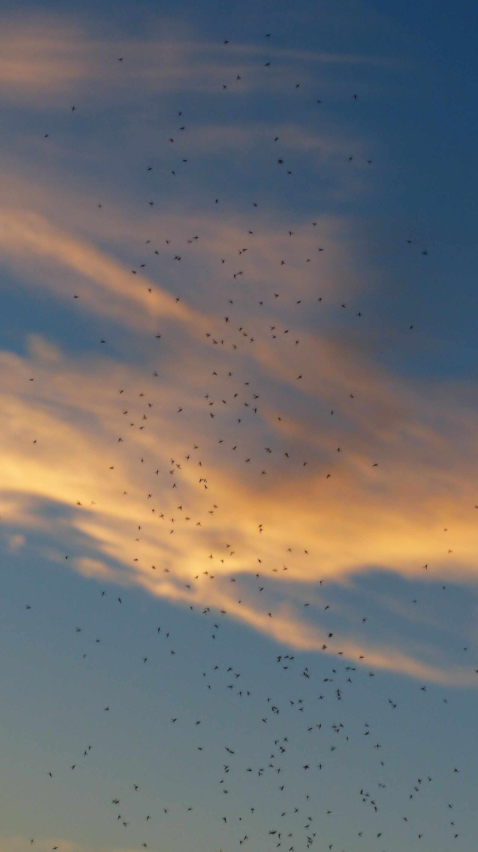 Panasonic Lumix DMC-FZ200 sample photo. Mosquito swarm, swarm, mosquitoes photography