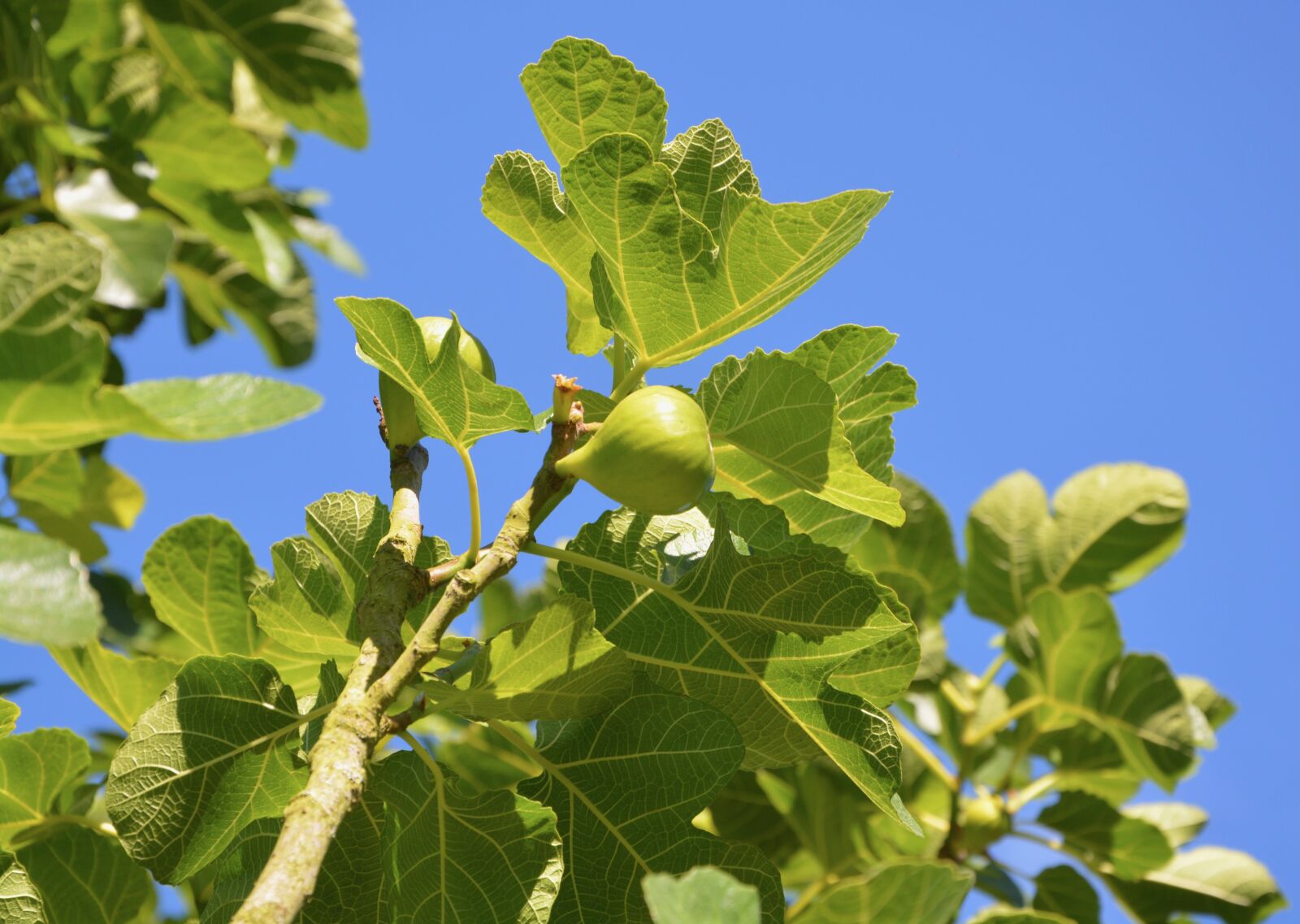 Nikon D5200 sample photo. Fig, fig tree, fruit photography