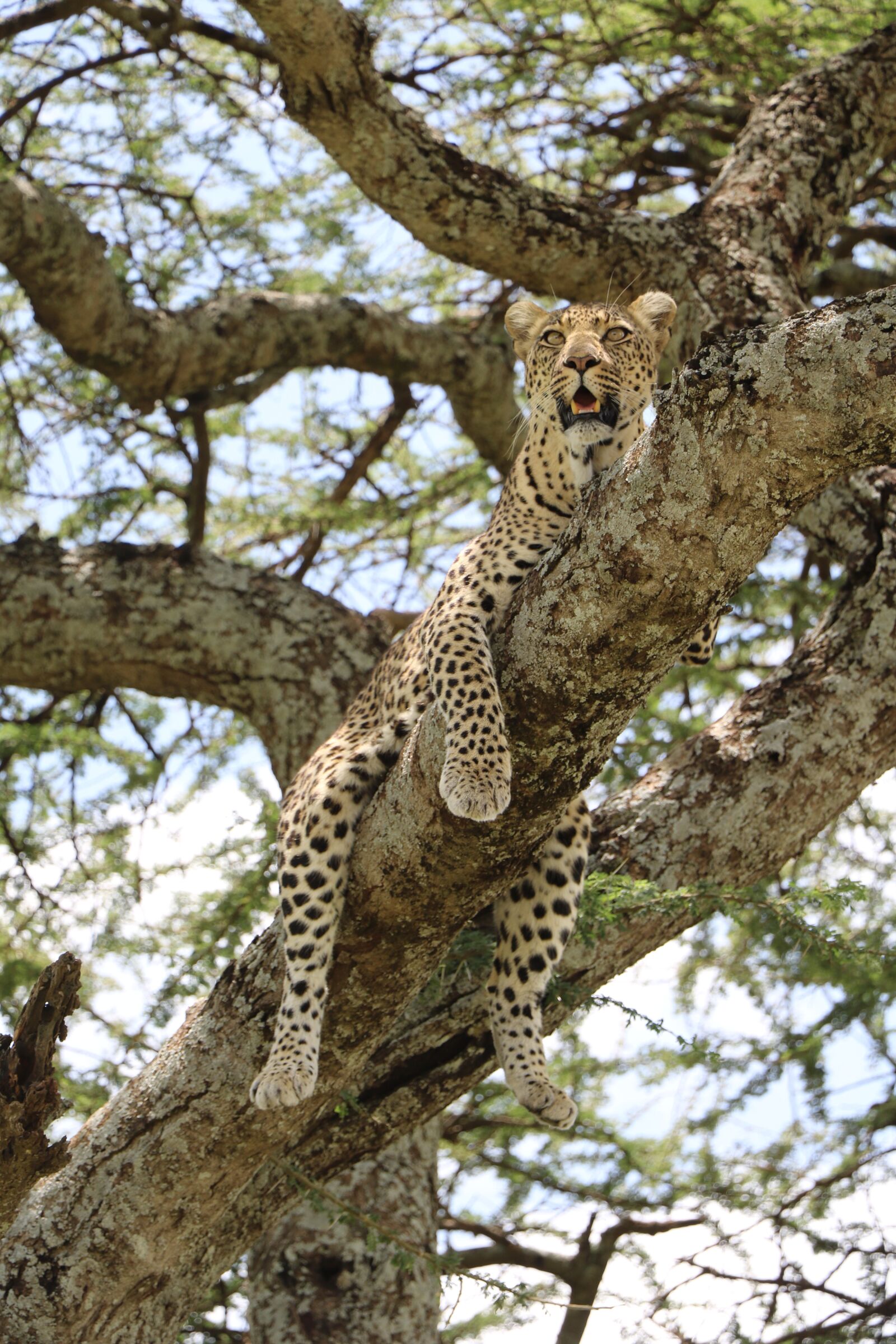 Canon EOS 750D (EOS Rebel T6i / EOS Kiss X8i) sample photo. Nature, cheetah photography