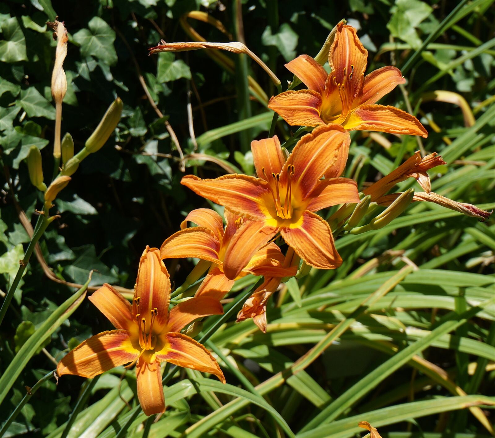 Sony Alpha NEX-5T sample photo. Day lily quartet, lily photography