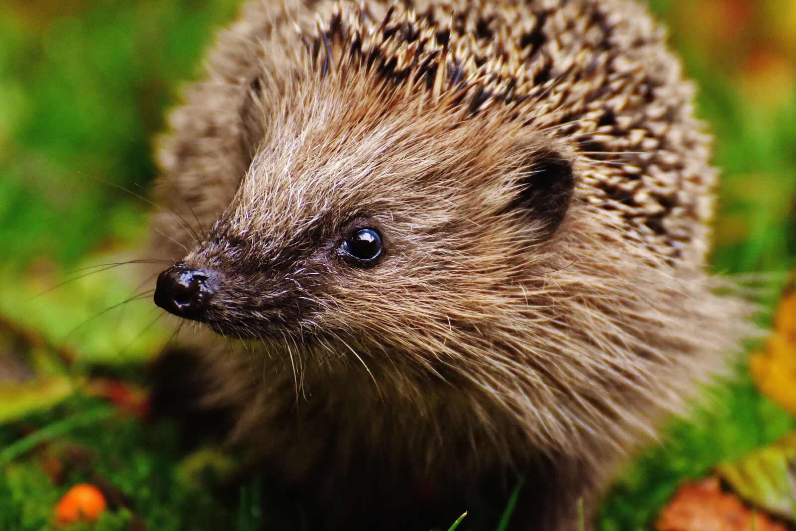 Nikon D7200 sample photo. Hedgehog child, young hedgehog photography