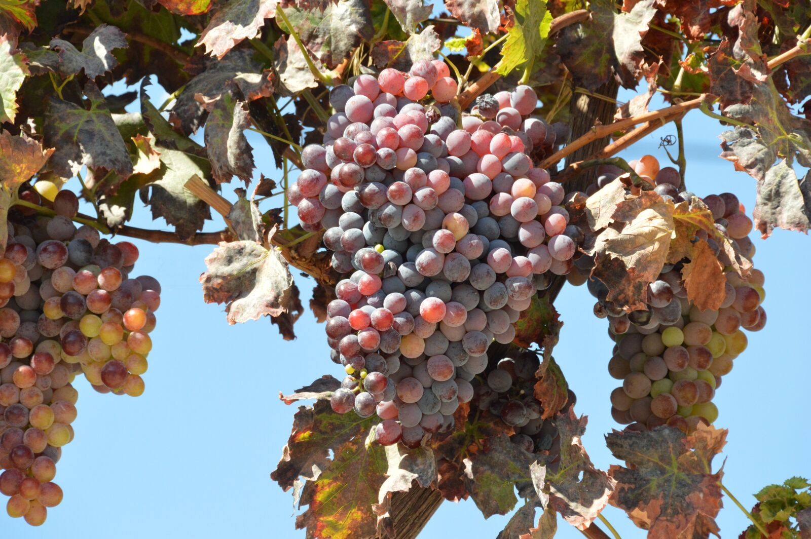Nikon D3200 sample photo. Fruit, food, nature photography