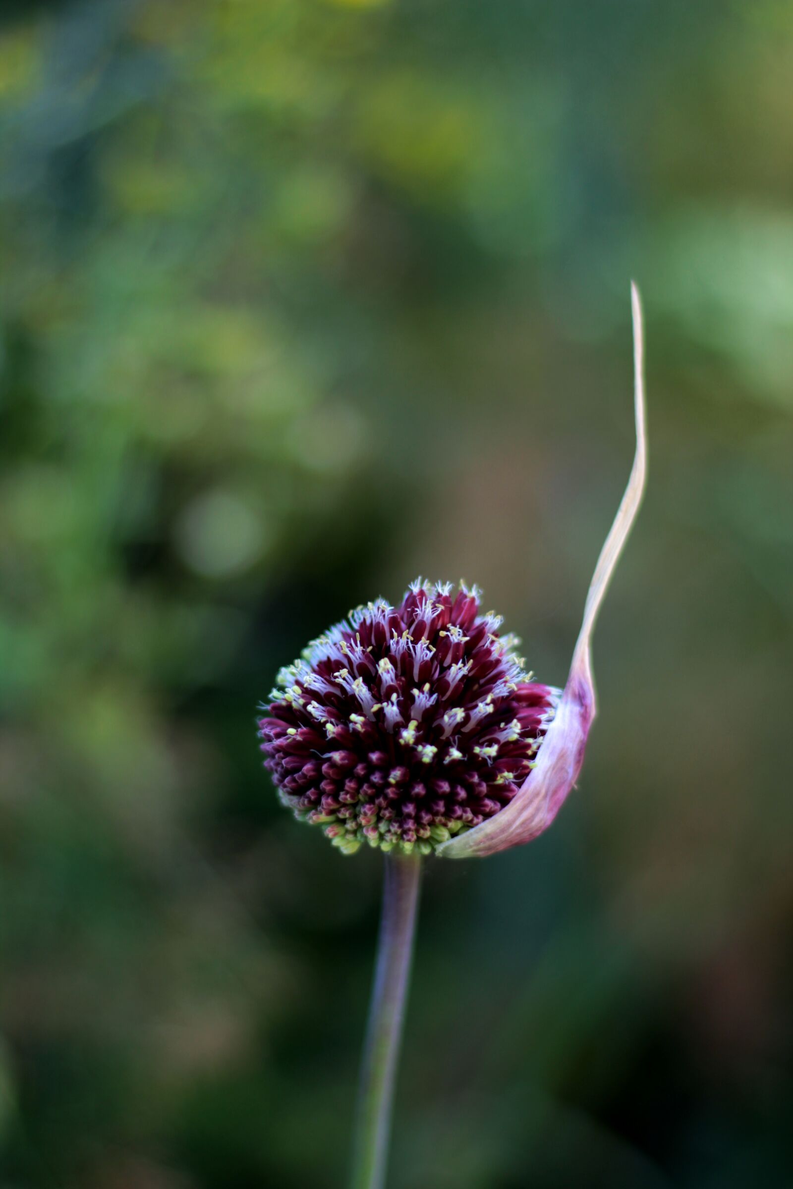 Canon EOS 600D (Rebel EOS T3i / EOS Kiss X5) sample photo. Allium ' red mohican photography