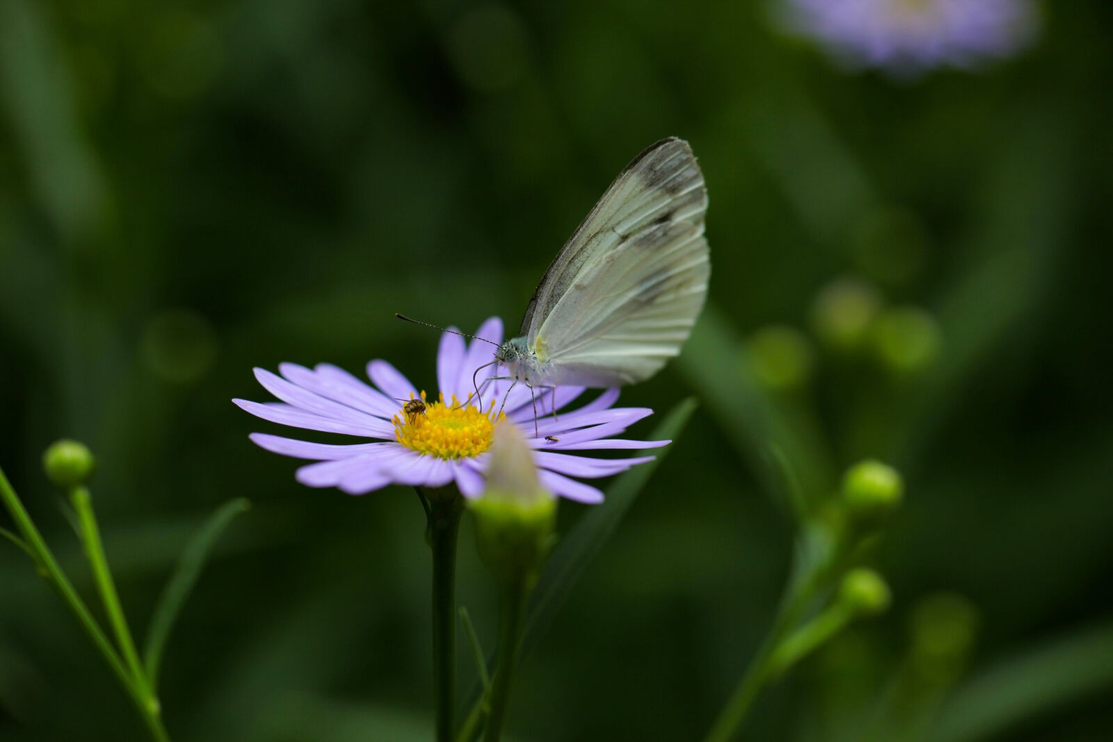 Canon EOS 5D Mark II sample photo. Butterfly, insects, flowers photography