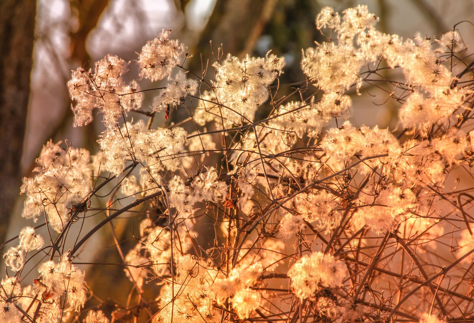 Canon EOS 60D sample photo. Nature, tree, season photography