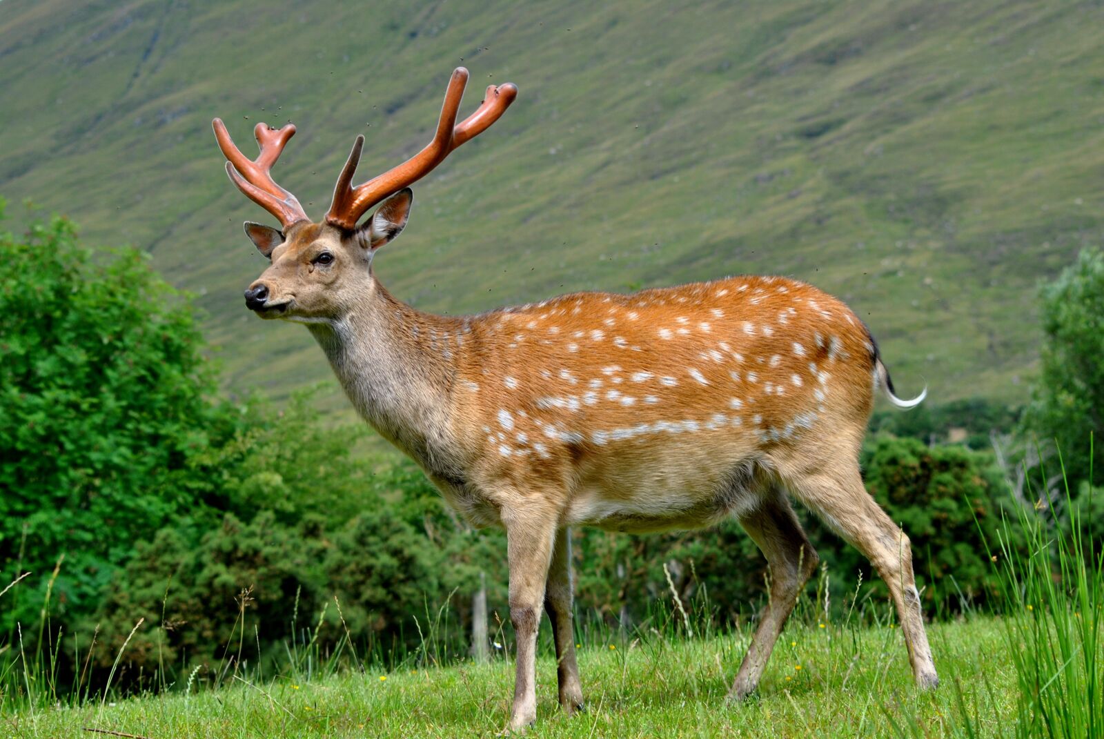 Nikon D3000 sample photo. Deer, manchurian stag, summer photography