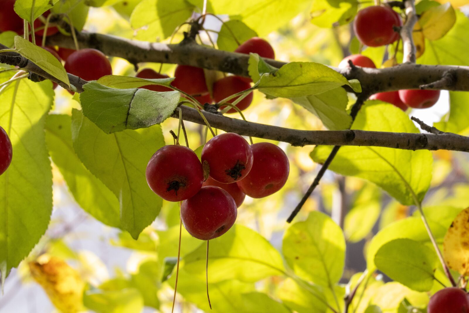 Canon EOS 800D (EOS Rebel T7i / EOS Kiss X9i) sample photo. Autumn, fruit, nature photography