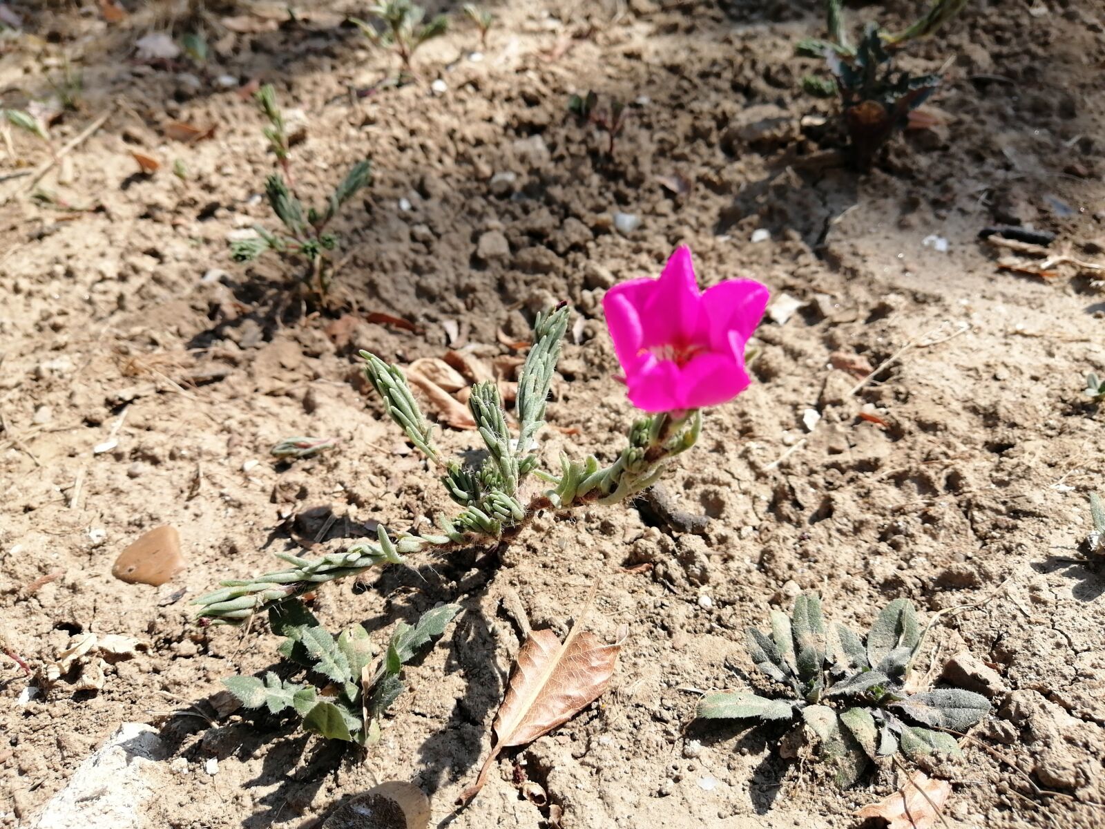 HUAWEI STK-LX1 sample photo