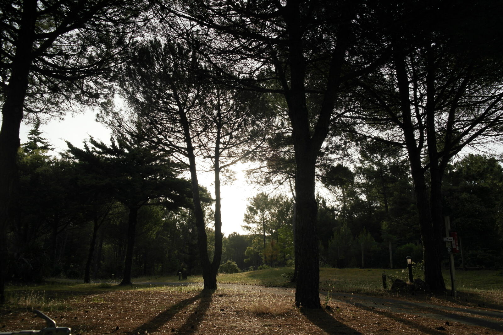 Samsung NX1000 sample photo. Forest, pine, cone, sunrise photography
