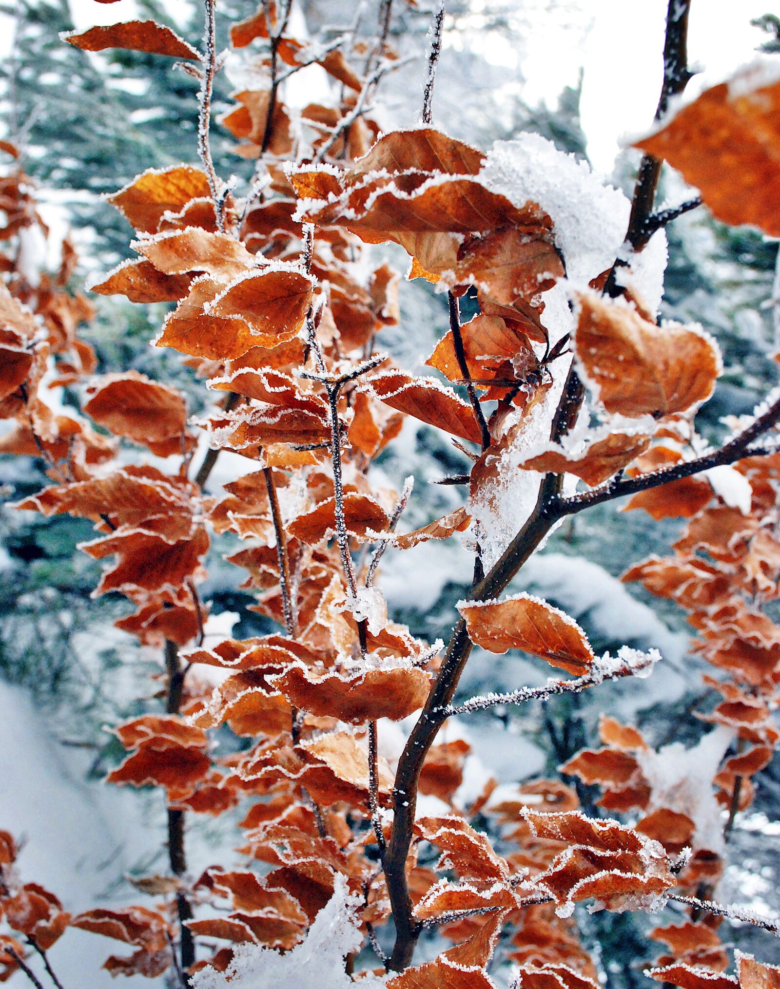 Nikon D80 sample photo. Foliage, winter, frost photography