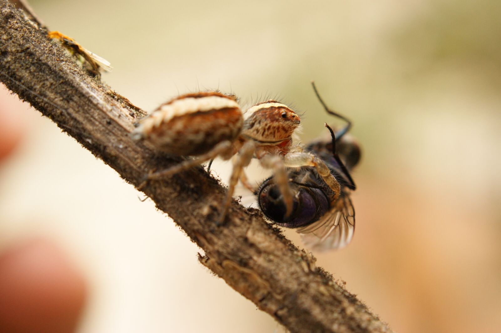 Sony Alpha DSLR-A390 sample photo. Nature, insects, spider photography