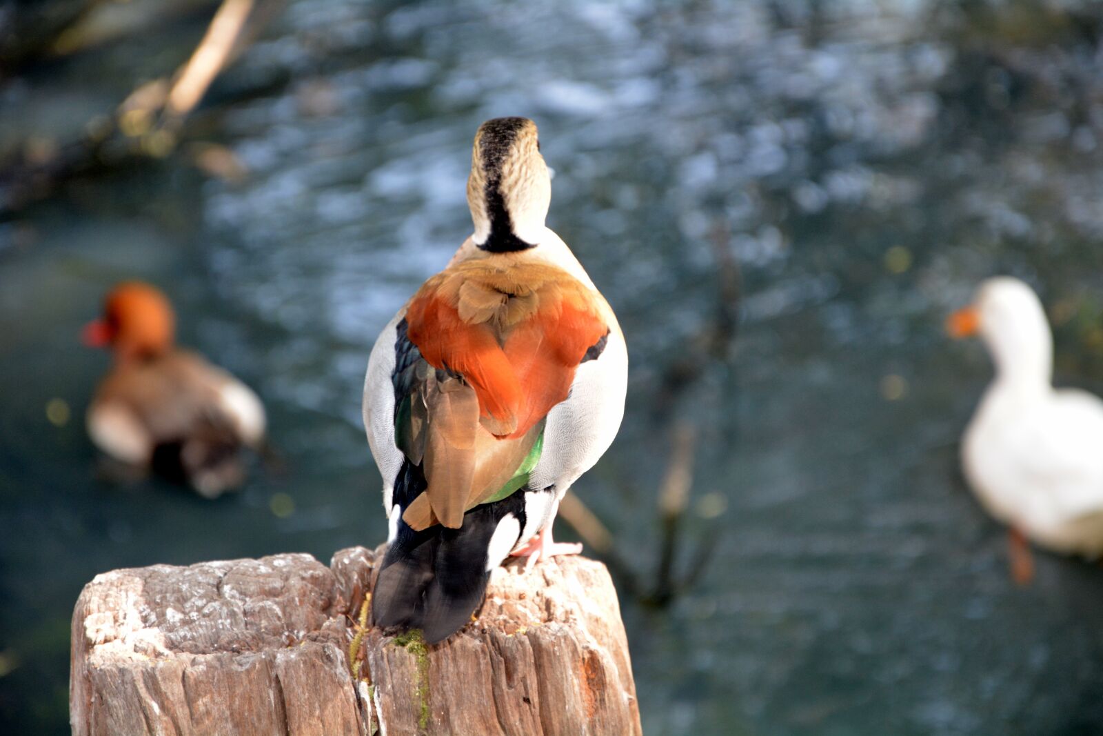 Nikon D5200 sample photo. Duck, back side, colourful photography
