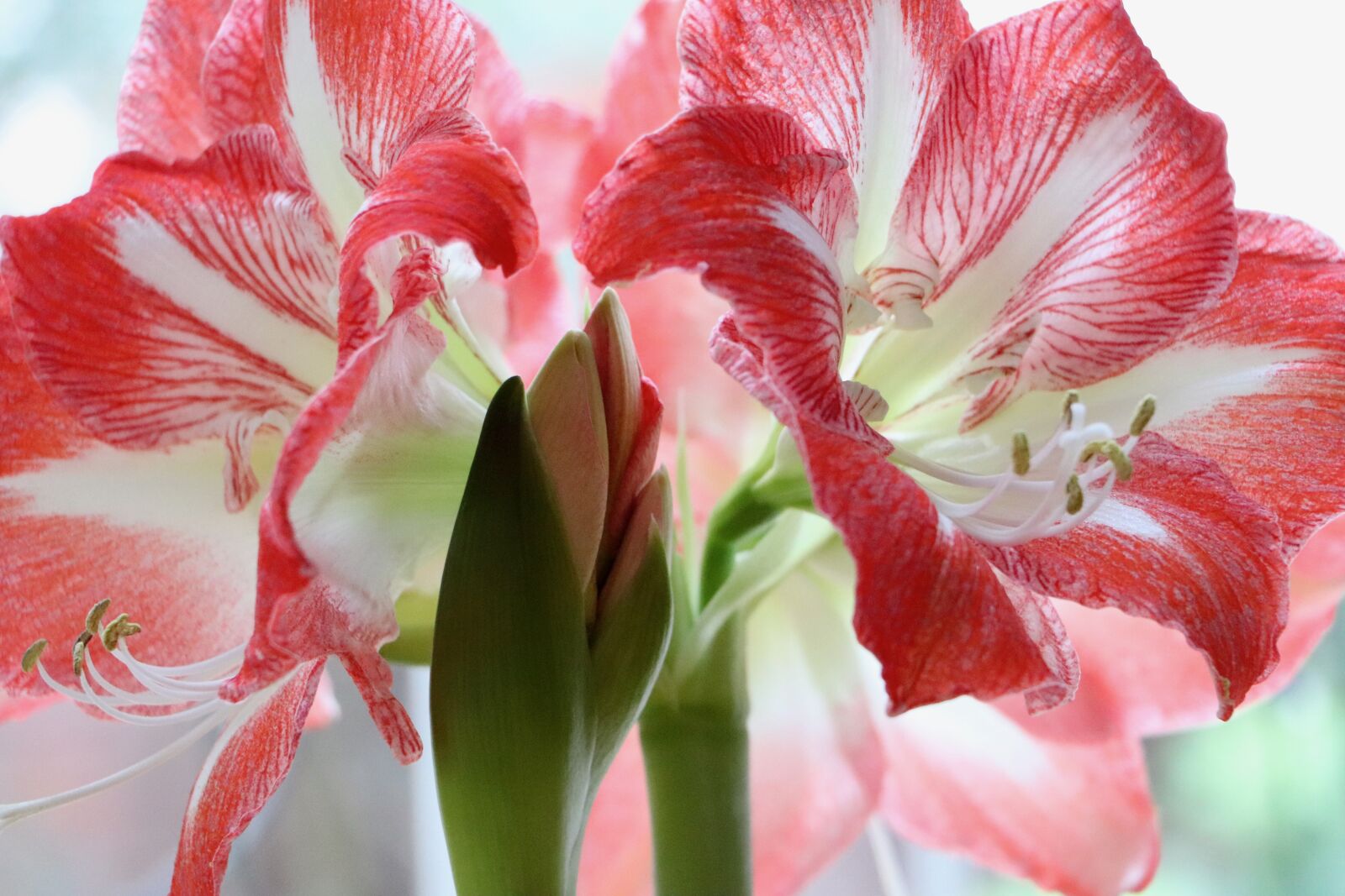 Canon EF-S 18-135mm F3.5-5.6 IS USM sample photo. Amaryllis, amaryllis bud, amaryllis photography
