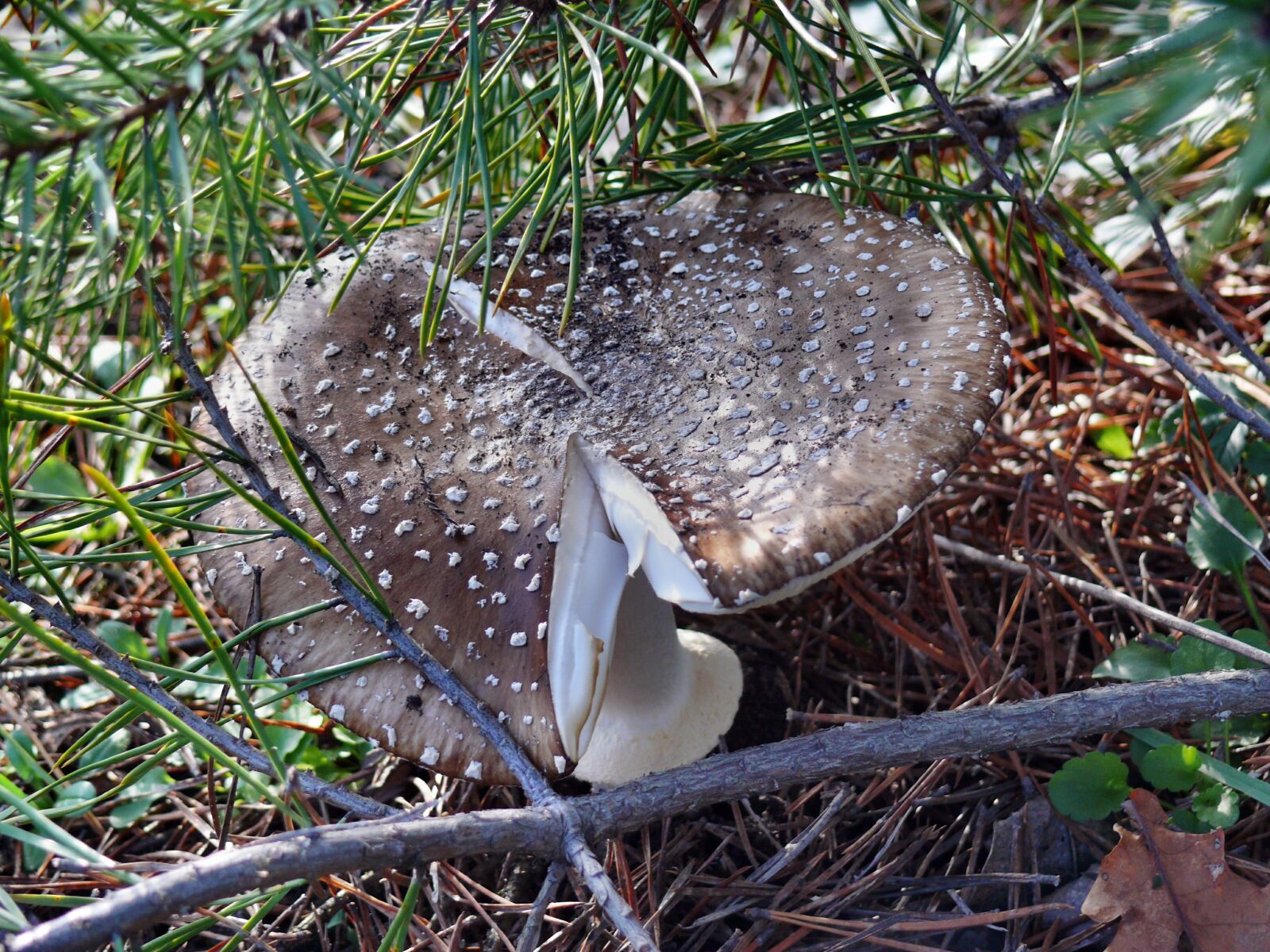 Panasonic DMC-FZ50 sample photo. Mushroom photography