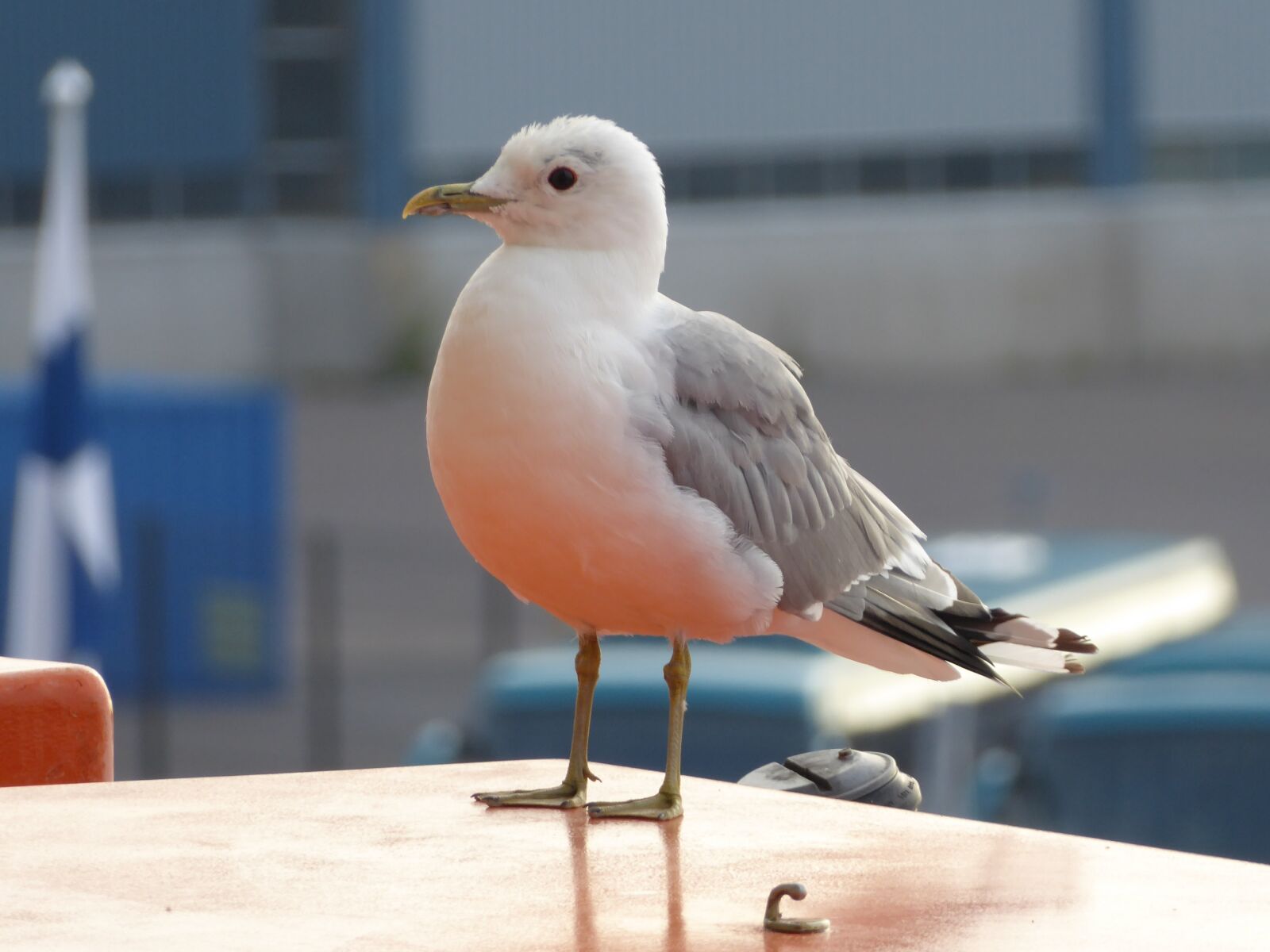 Panasonic Lumix DMC-ZS50 (Lumix DMC-TZ70) sample photo. Kittiwake, seaside, bird photography