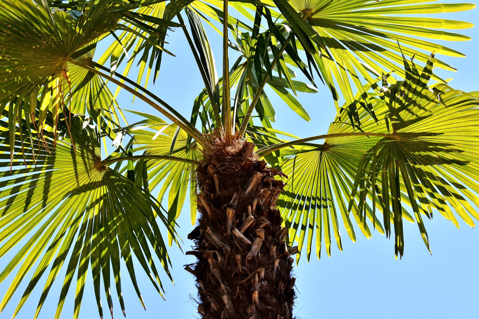 Nikon D7200 sample photo. Palm, summer, holidays photography