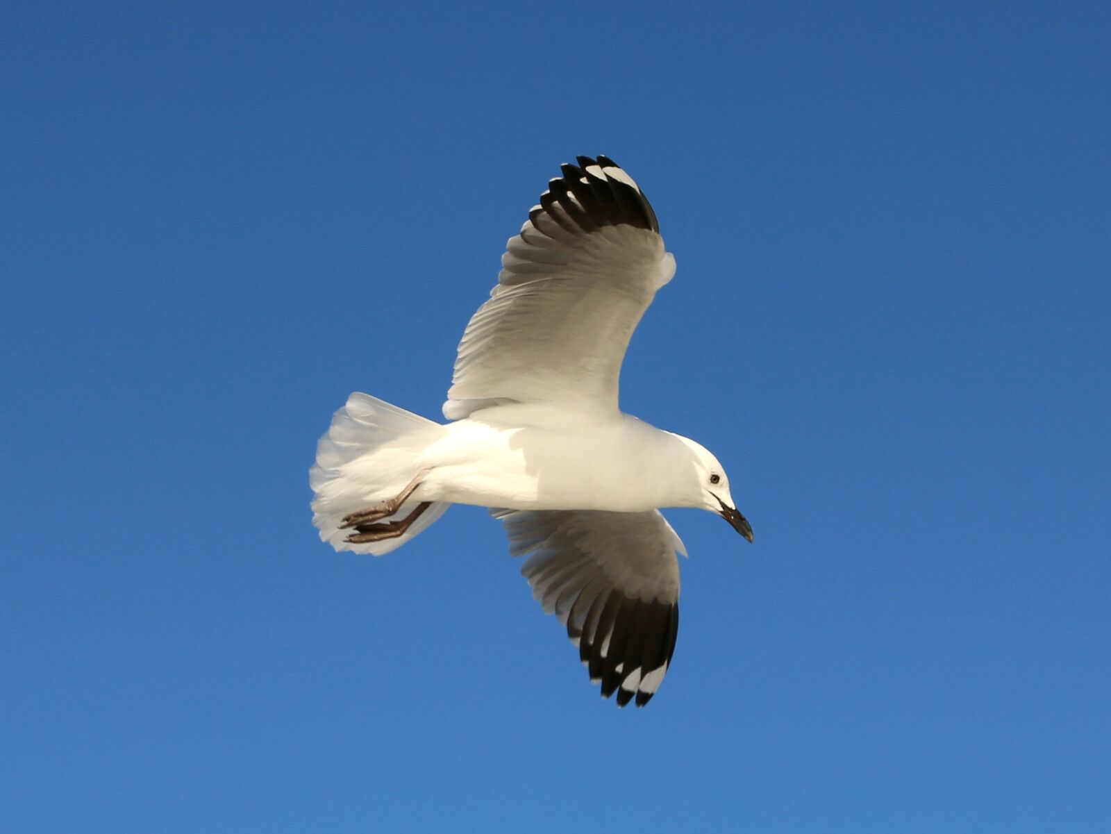 Canon EOS 70D sample photo. Bird, wings, flying photography