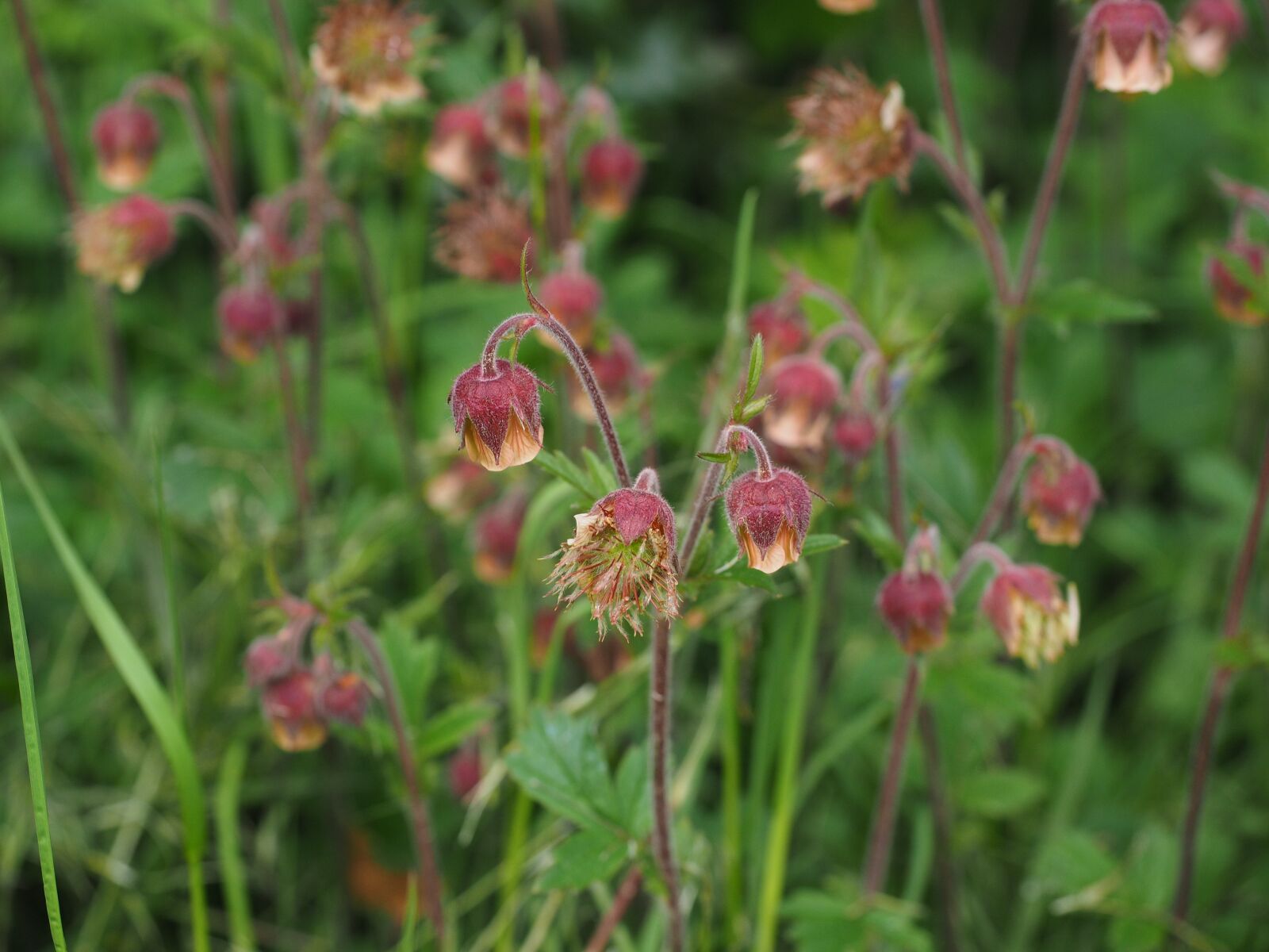 Olympus OM-D E-M1 + Olympus M.Zuiko Digital ED 12-40mm F2.8 Pro sample photo. Pointed flower, avens, geum photography