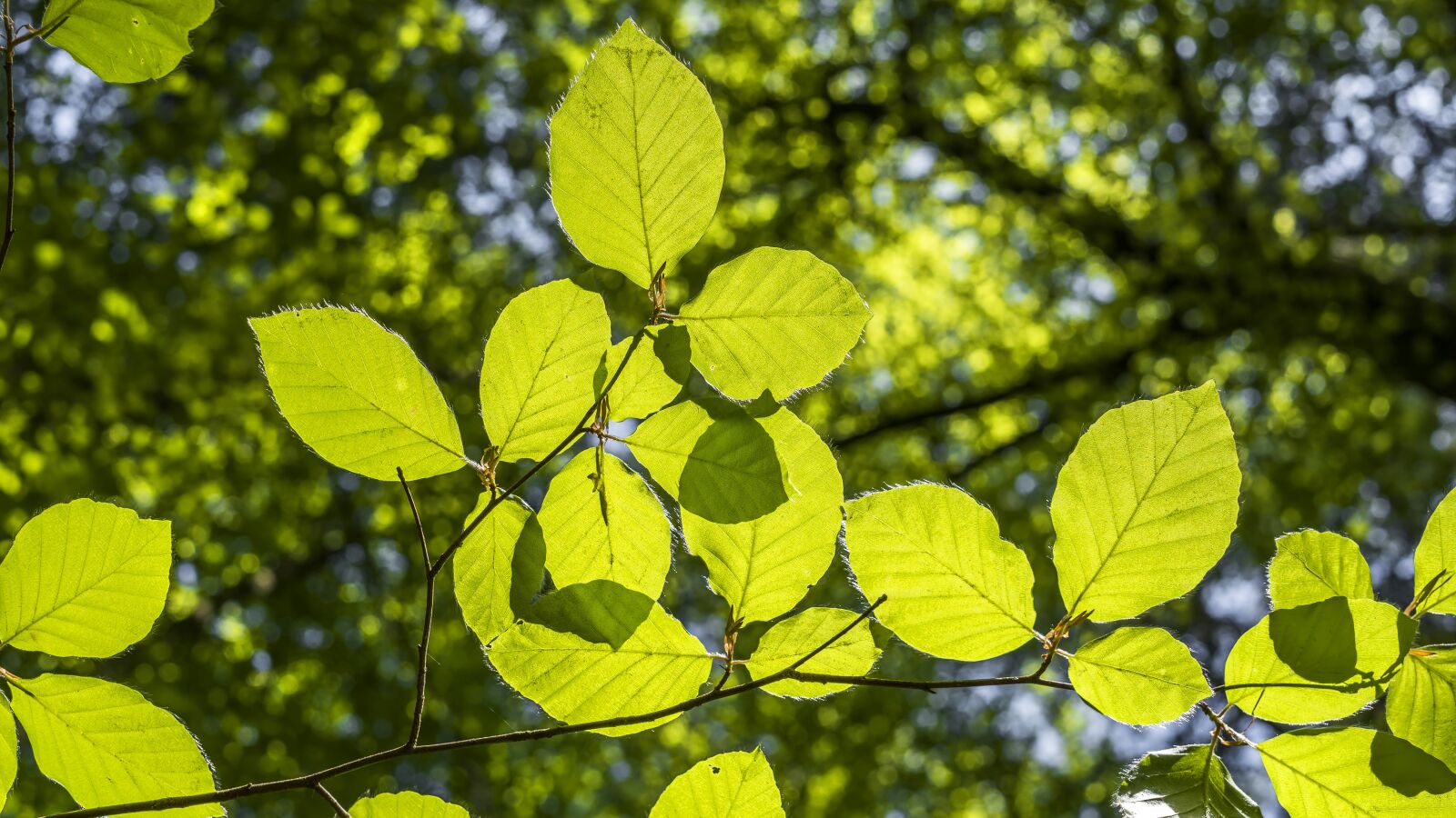 Sony a6300 + Sigma 30mm F2.8 EX DN sample photo. Beech, green, forest photography