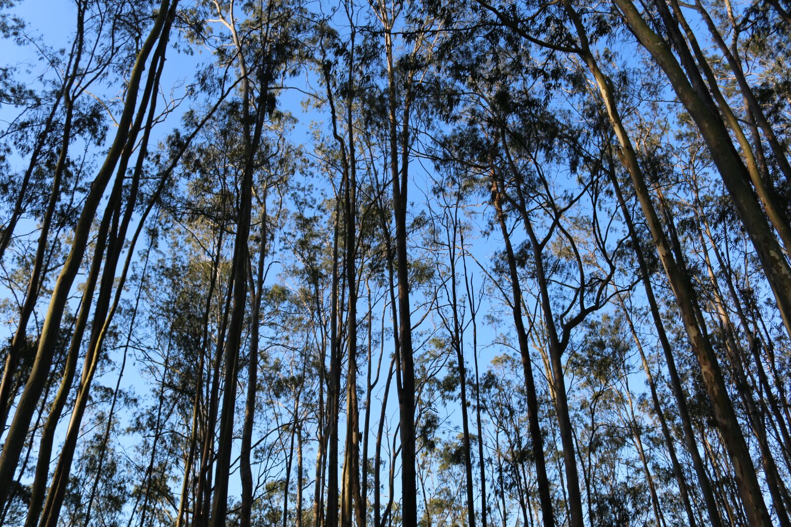 Canon EOS 70D sample photo. Forest, tree, sky photography