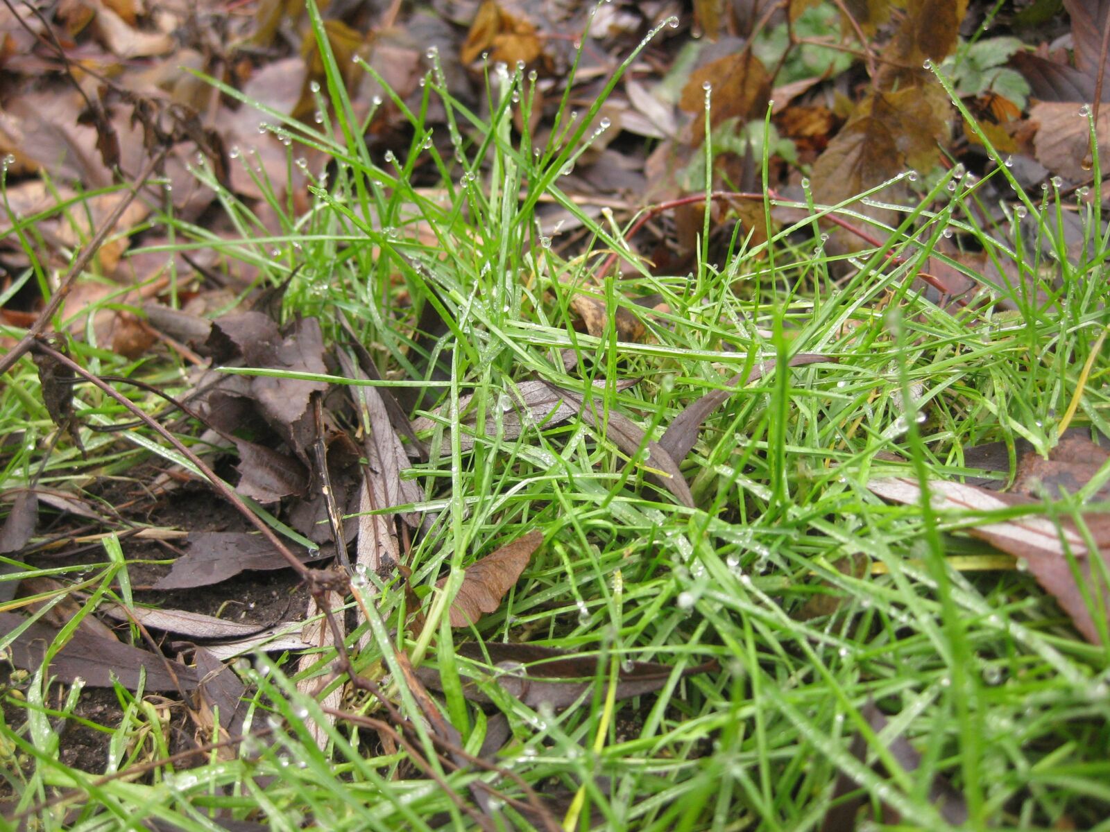 Canon PowerShot SD1100 IS (Digital IXUS 80 IS / IXY Digital 20 IS) sample photo. Grass, nature, macro photography