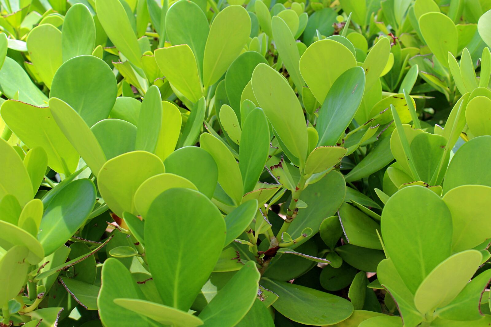 Canon EOS 600D (Rebel EOS T3i / EOS Kiss X5) sample photo. Tropical plants, texture background photography