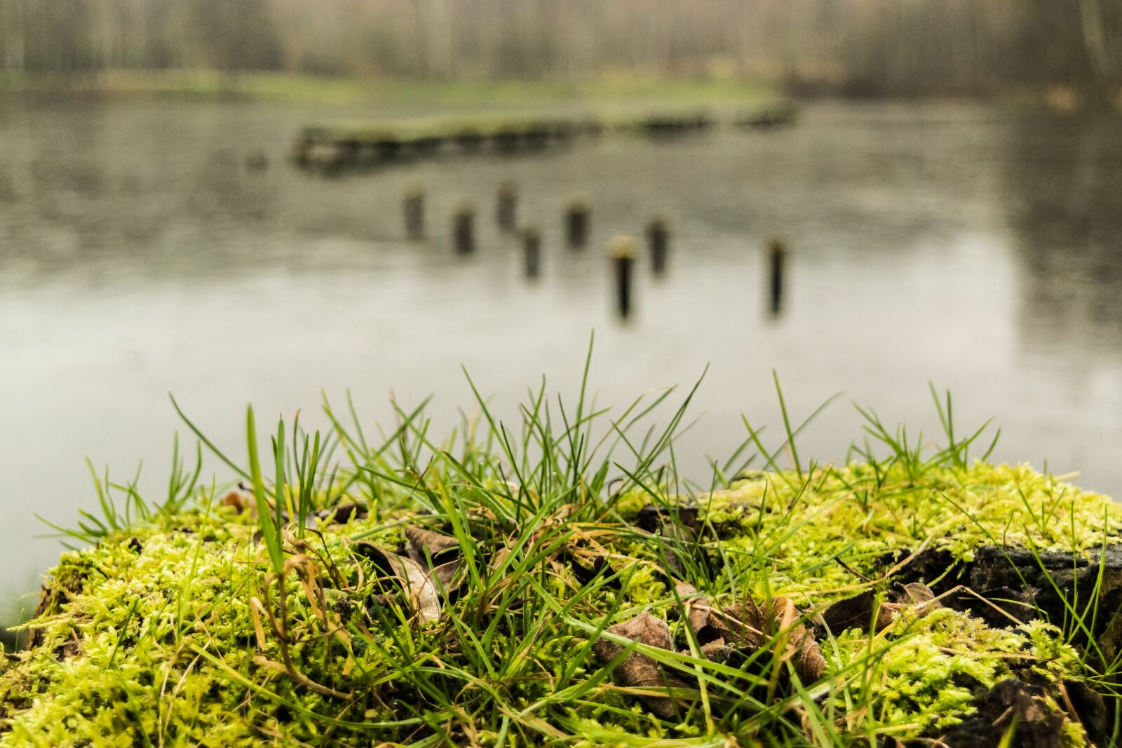 Nikon D5300 sample photo. Lake, water, moss photography
