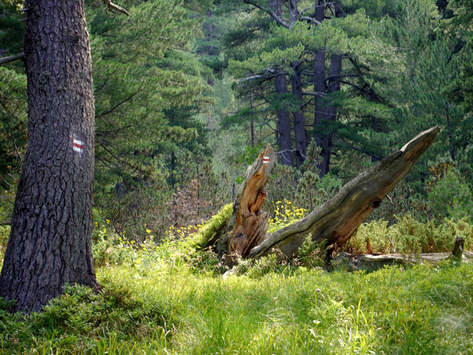 Panasonic Lumix DMC-G6 sample photo. Forest, brand, orientation photography