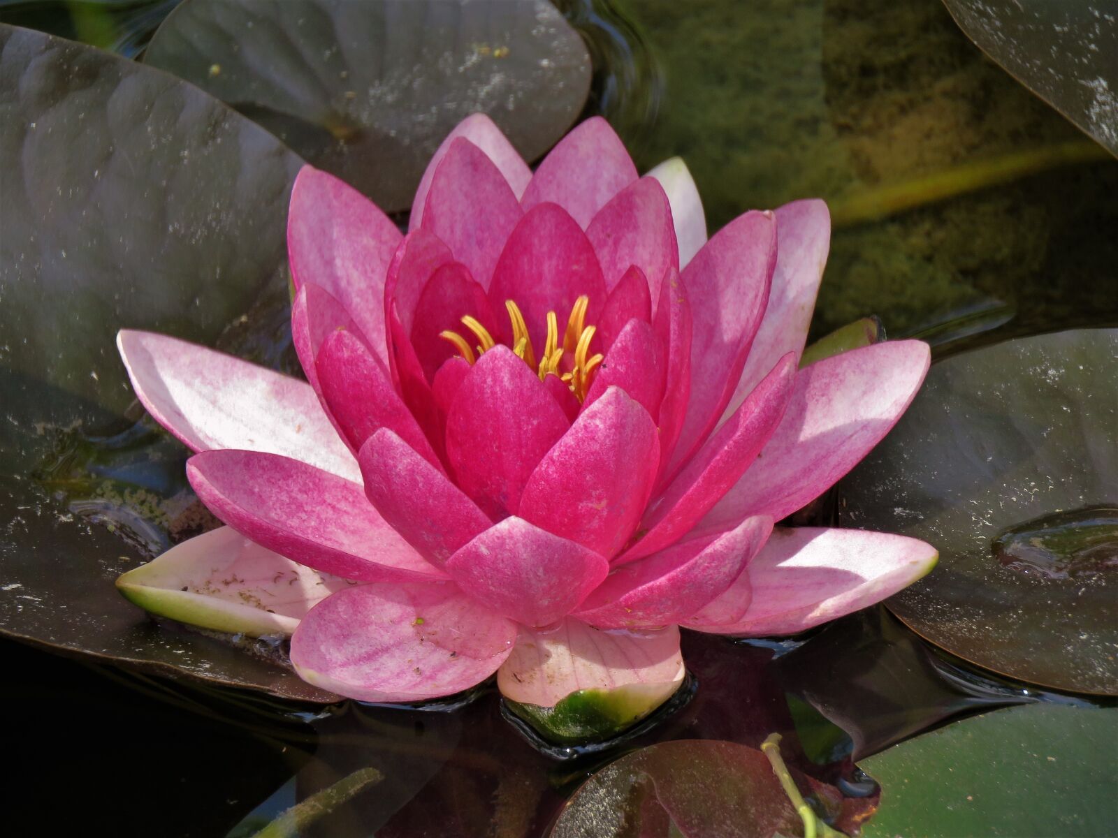 Canon PowerShot SX60 HS sample photo. Lily pad, pink and photography