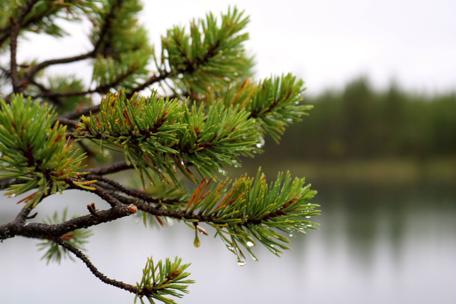 Canon EOS 750D (EOS Rebel T6i / EOS Kiss X8i) sample photo. Tree, lake, nature photography