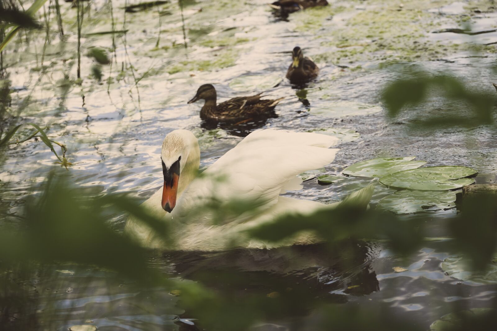 Canon EOS R sample photo. Swan, lake, ducks photography