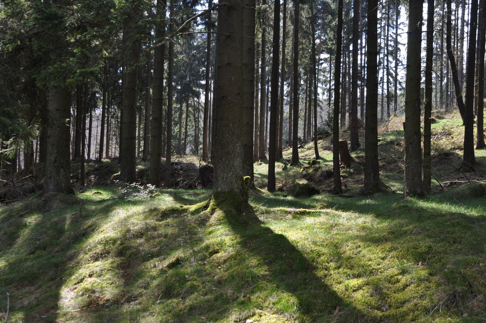 Nikon D5000 sample photo. Forest, trees, landscape photography