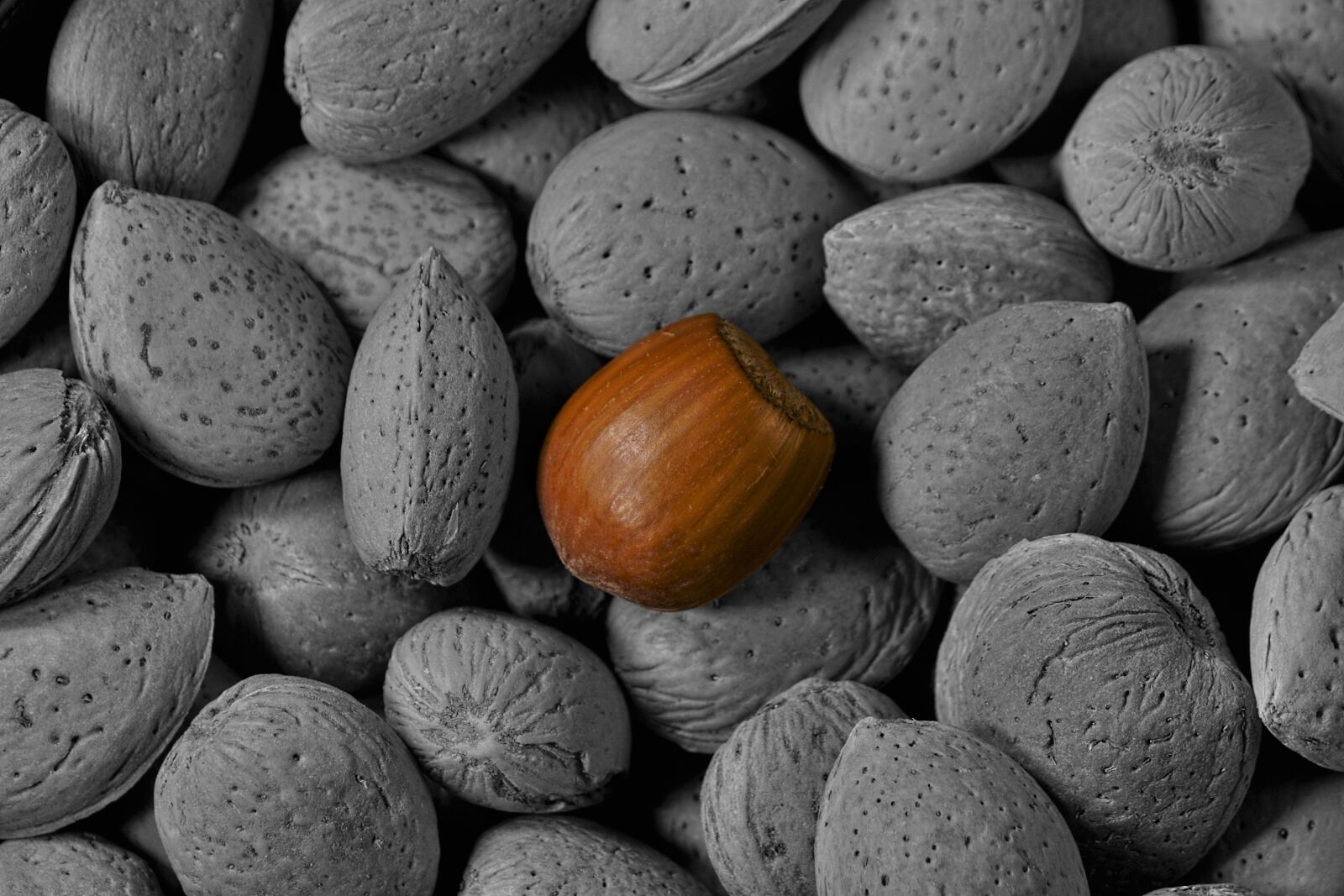 Sony E 55-210mm F4.5-6.3 OSS sample photo. Hazelnut, almond, noise almond photography