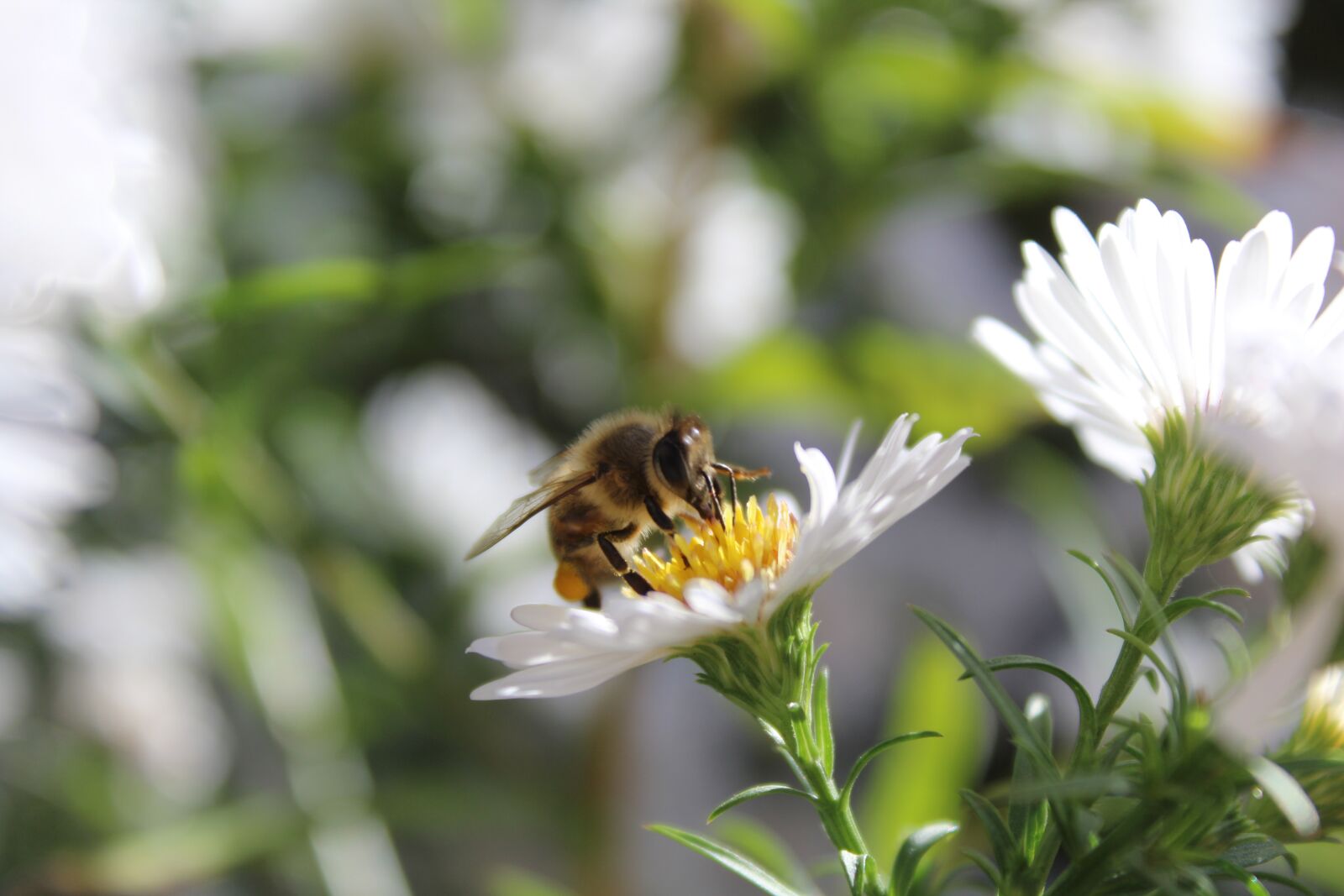 Canon EOS 1200D (EOS Rebel T5 / EOS Kiss X70 / EOS Hi) sample photo. Bee, insect, animal photography