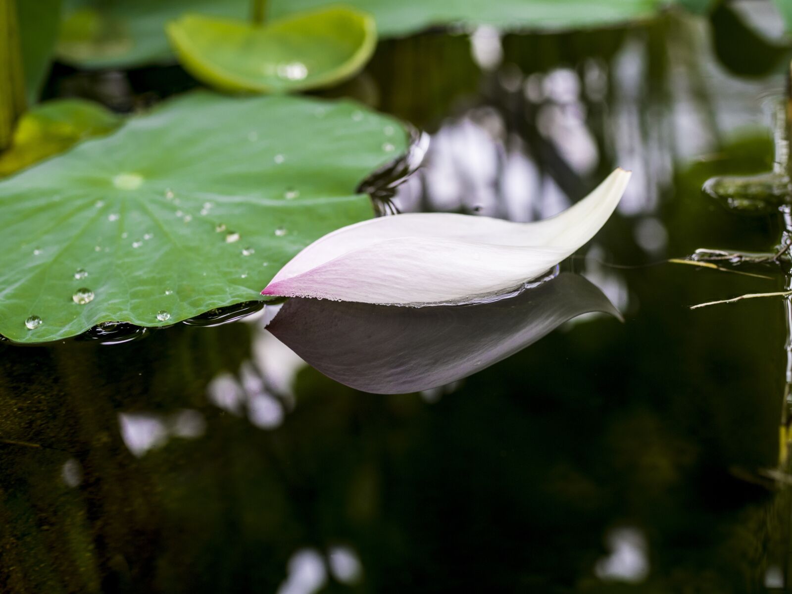 Olympus OM-D E-M10 II + Olympus M.Zuiko Digital 25mm F1.8 sample photo. Petal, water, reflection photography