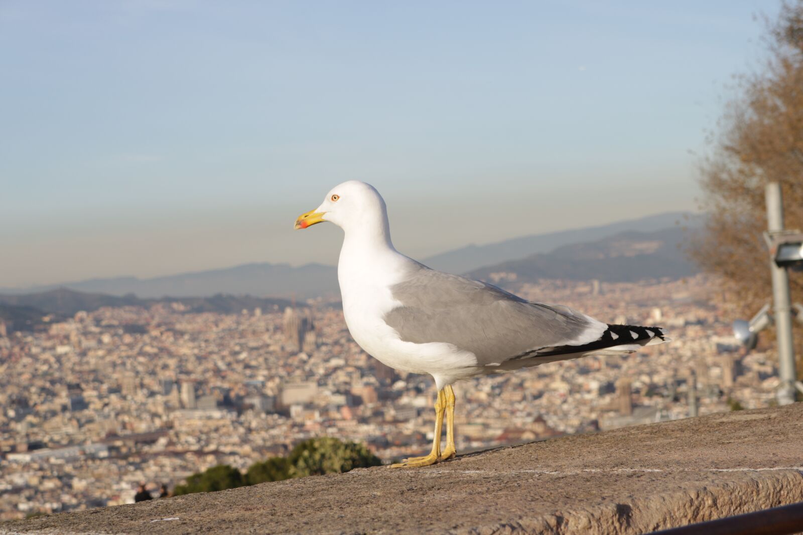 Canon EOS 750D (EOS Rebel T6i / EOS Kiss X8i) sample photo. Bird, sun, look photography
